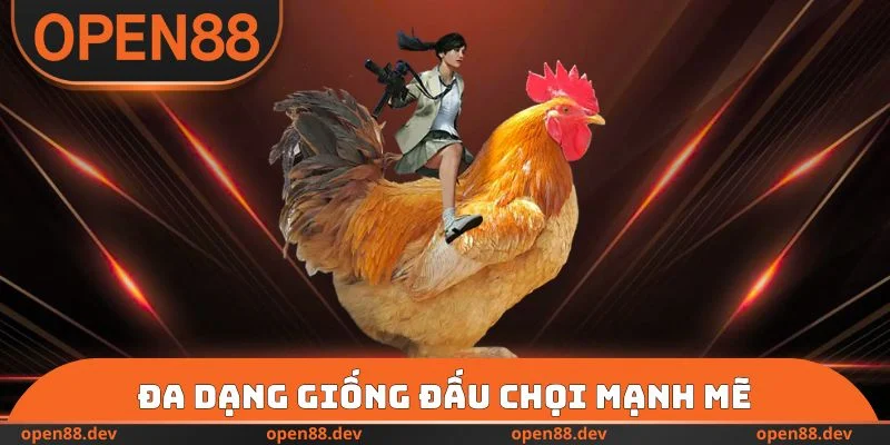 Đa dạng giống đấu chọi mạnh mẽ