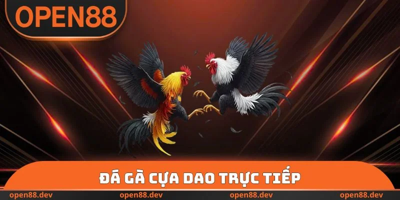 Đá Gà Cựa Dao Trực Tiếp OPEN88 Với Hơn 100 Trận Đấu Mãn Nhãn