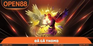 Đá Gà Thomo - Bí Quyết Chơi Chọi Kê OPEN88 Ăn Tiền 2026