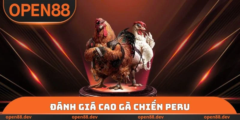 Đánh giá cao gà chiến Peru