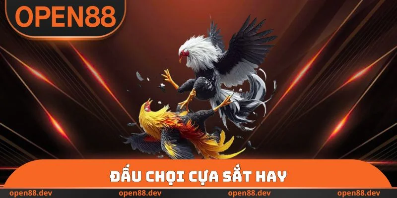 Đấu chọi cựa sắt hay