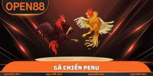 Gà Chiến Peru - Bật Mí Toàn Bộ Về Giống Chọi Kê OPEN88 Mạnh