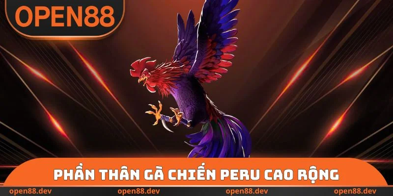 Phần thân gà chiến Peru cao rộng